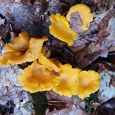 Wasgauer Felsen Und Seen Apartment Ludwigswinkel