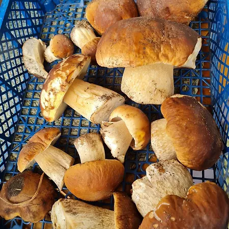 Wasgauer Felsen Und Seen *