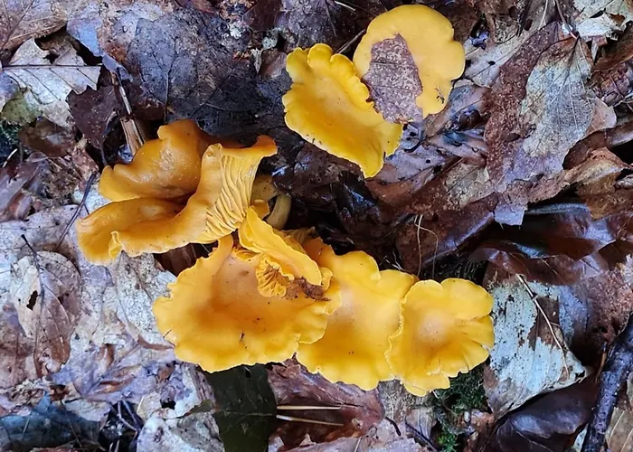 Wasgauer Felsen Und Seen Apartamento Ludwigswinkel