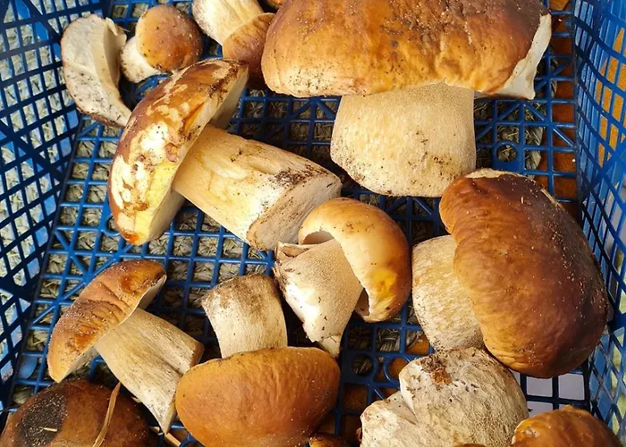 Wasgauer Felsen Und Seen *